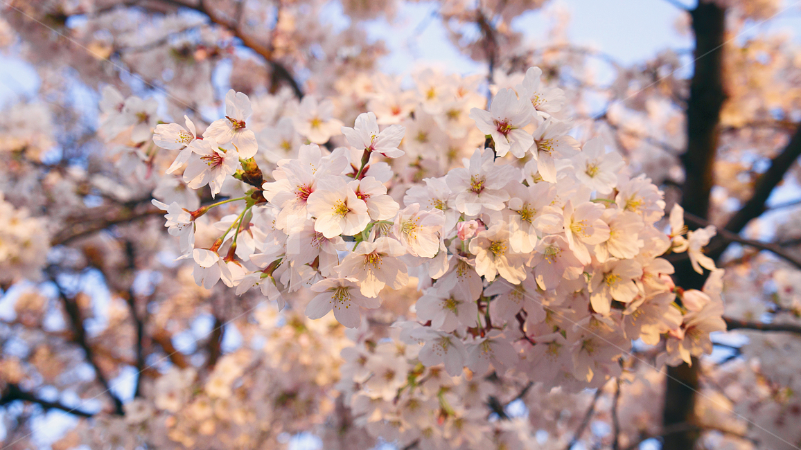 봄,꽃,벚꽃,나무,식물,cherryblossom,꽃잎,꽃보라동산,맑음,나들이,꽃놀이,벚꽃나무,꽃봉오리,꽃구경,피크닉,향기,사랑,설렘,spring,pink,분홍,봄날,season,강변,nature,봄,계절,spring,season,꽃,flower,plant,blossom