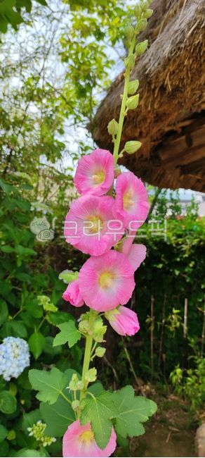 접시꽃,alcearosea,관상화,무궁화과,여러해살이,여러해살이식물,꽃,식물,flower