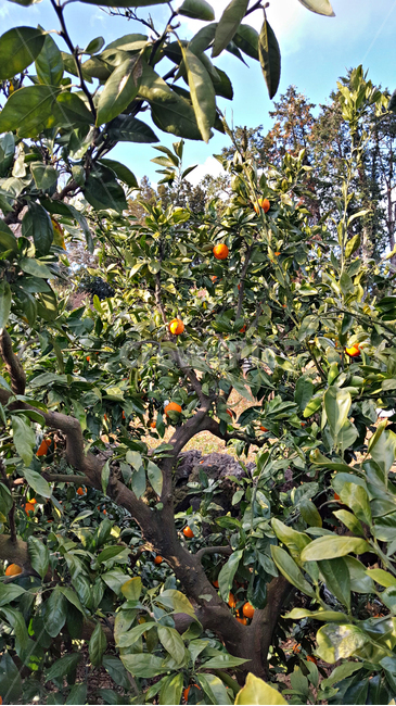 귤,귤나무,감귤,자연,nature,옥외,outdoors,plant,식물,fruit,과일,food,음식,과일,열매,fruit