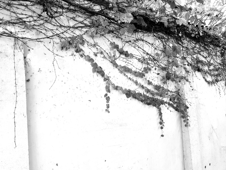 담쟁이덩굴,흑백사진,레트로,식물,덩굴,돌담,아이비,담장,나뭇잎,plant,ivy,blackphoto,감성