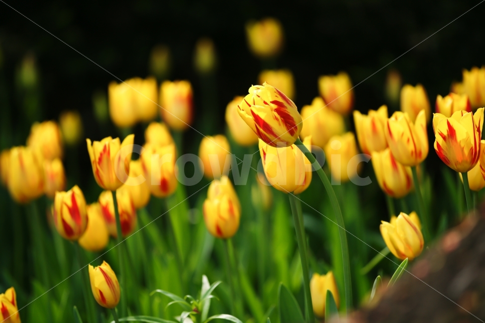 식물,꽃,튤립,노랑,대비,색감,Tulip,녹색,식물,자연,plants,nature,봄,계절,spring,season,꽃,flower,plant