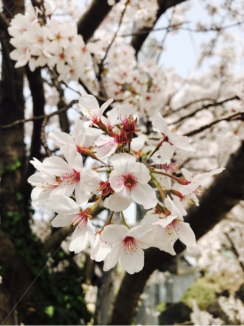 벚꽃,봄,겹벚꽃,흰색,꽃,blossom,cherryblossom