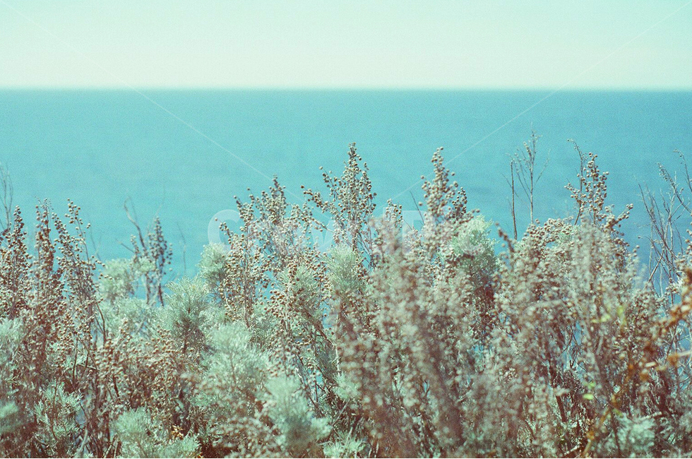 자연,바다,에메랄드,필름사진,색감,필름,자연,풍경,nature,landscape,plant,식물
