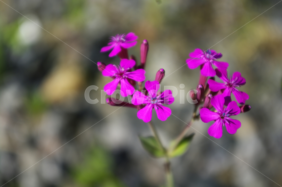 꽃,식물,flower,plant,끈끈이대나물,식물,자연,plants,nature,꽃,flower