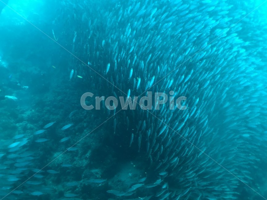 정어리,정어리때,필리핀,모알보알,바다,역동적움직임,세부,동물,animal,어류,물고기,fish