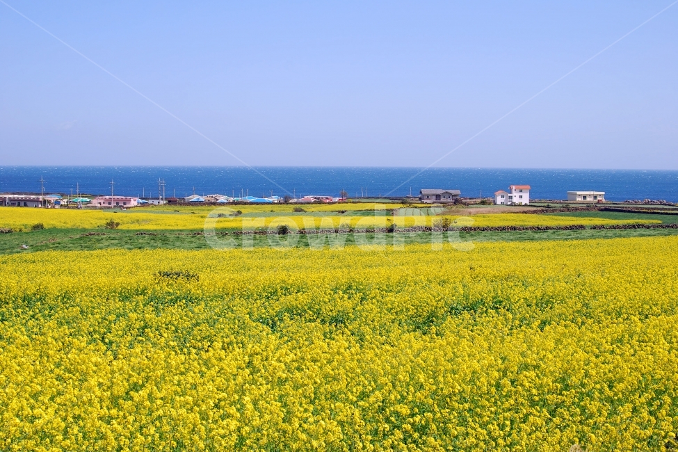 봄,봄풍경,유채꽃,제주도,제주,유채,유채밭,봄꽃,풍경,하늘,바다,배경,바탕,백그라운드,봄배경,봄이미지,봄사진,풍경사진,계절,여행,들판,우도,배경사진,배경이미지,꽃,꽃밭,와이드,파노라마,농업,밭,논밭,시골,전원,집,주택,마을,전원주택,한국,어촌,노랑,노란색,제주사진,제주도사진,제주풍경,제주도풍경,자연,봄,계절,spring,season,자연,풍경,nature,landscape,한국자연풍경,한국자연경관,korea nature landscape,제주도,jeju,jeju island,grassland,목초지,outdoors,옥외,field,들