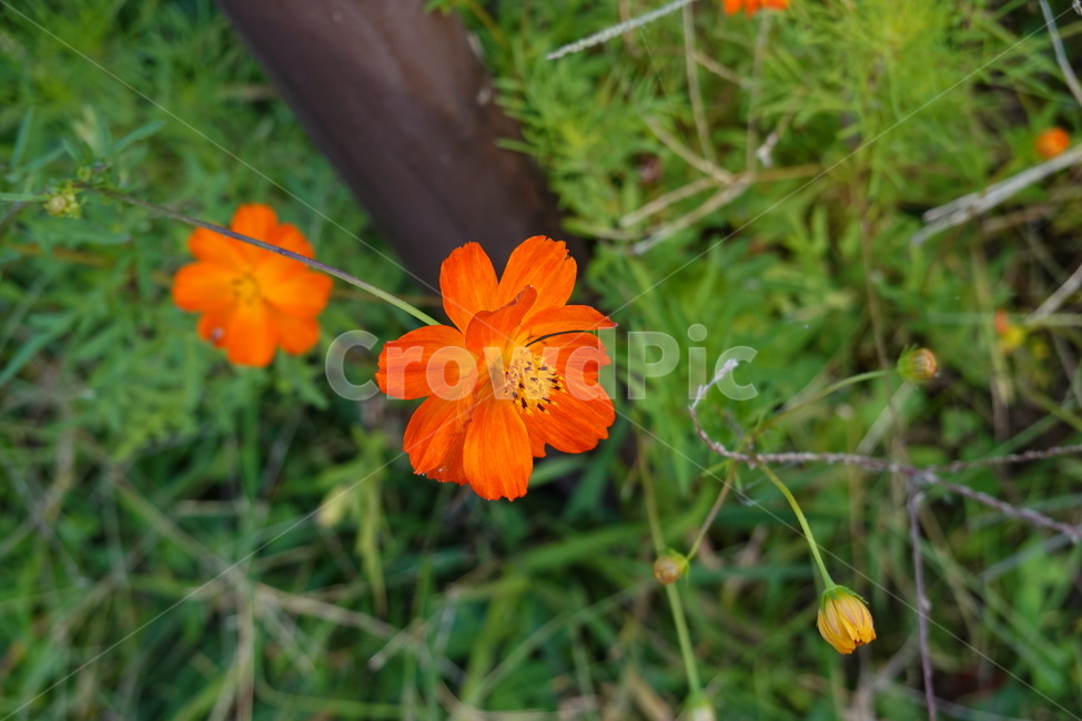 길가,공원,꽃밭,꽃,flower,가을꽃,식물,자연,plants,nature,꽃,flower
