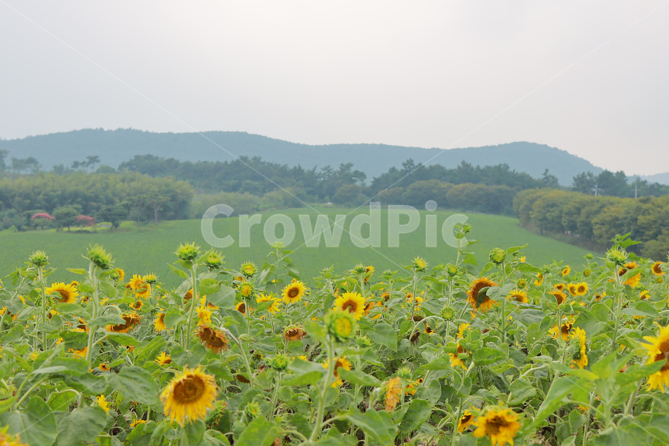 해바라기,꽃,여름,감성,색감,계절,추억,sun,flower,plant,color