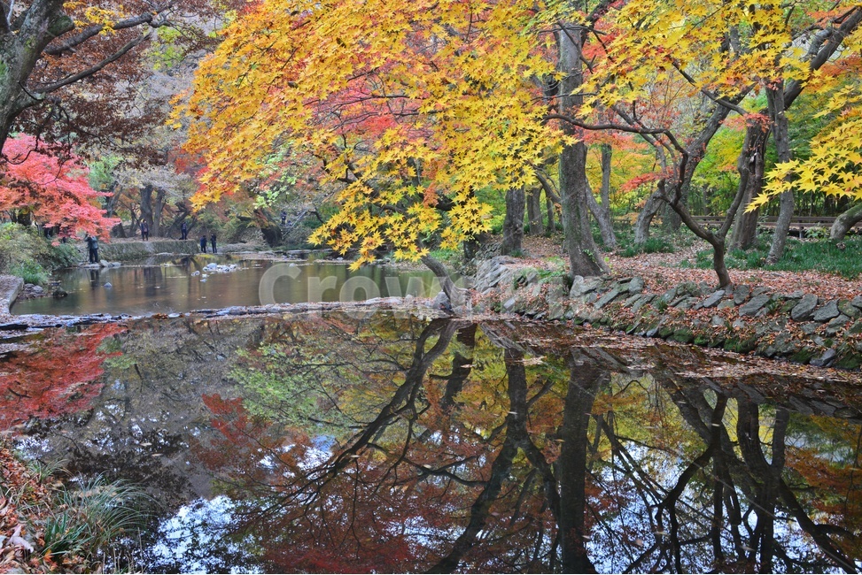 tree,나무,plant,식물,maple,leaf,잎,water,물,nature,자연,outdoors,옥외,고창,선운사,선운사가을,도솔천,가을,계절,추색,만추,단풍,반영,가을,계절,fall,autumn,season