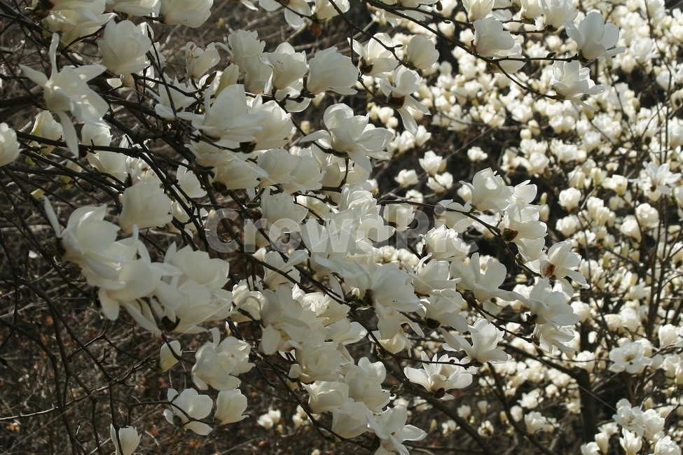 plant,식물,꽃,flower,blossom
