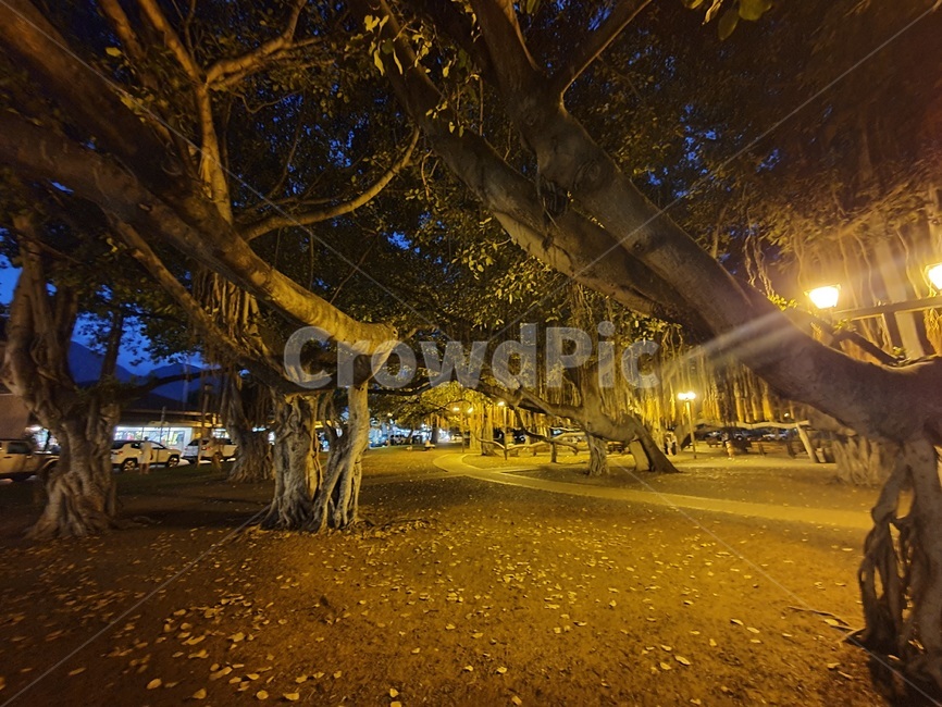 lahaina,night view,hawaii,banyan tree,Hawaii,tree,Lahaina Village,Maui,light,maui,banyantree,park