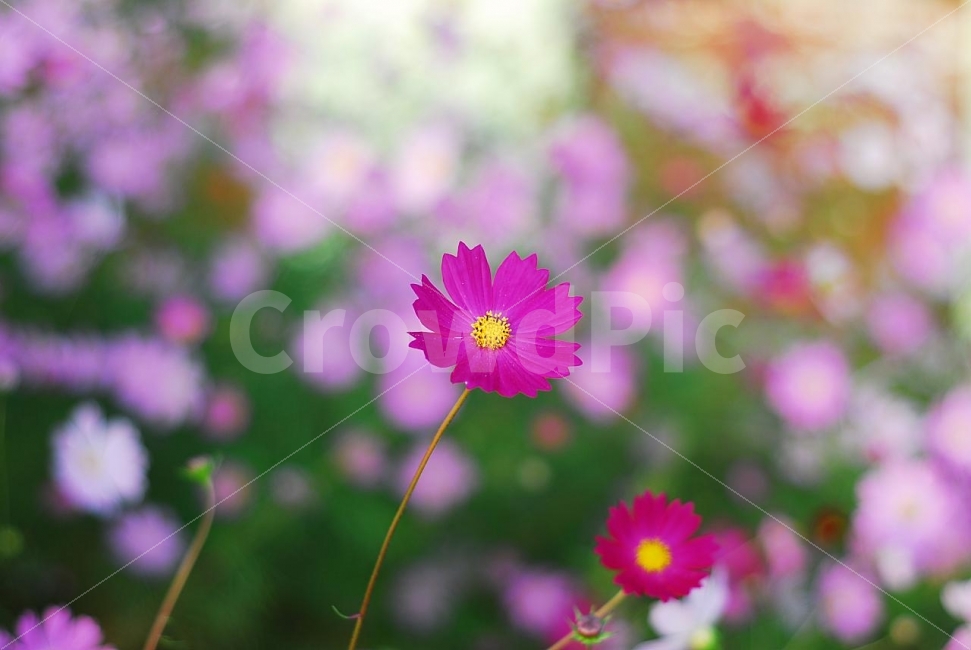 코스모스,가을꽃,가을,가을풍경,꽃,가을,계절,fall,autumn,season,식물,자연,plants,nature,꽃,flower,감성,sensible,feeling,geranium,제라늄,blossom,plant,petal,꽃잎