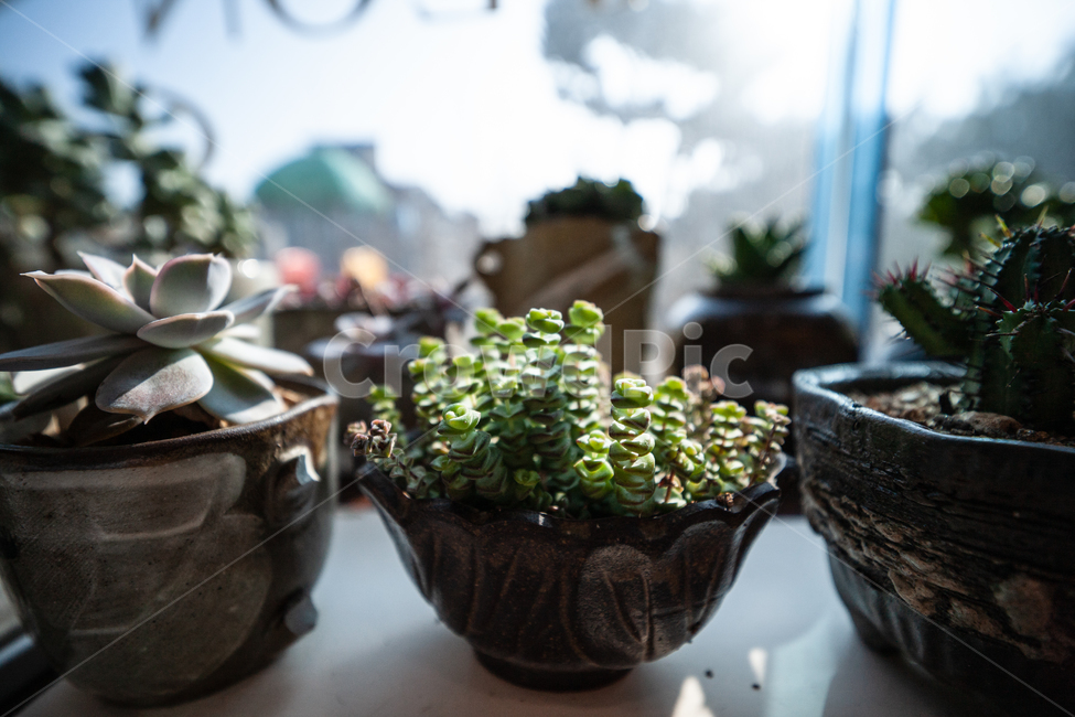 식물,창가,빛,다육식물,botanical,plant,식물,자연,plants,nature