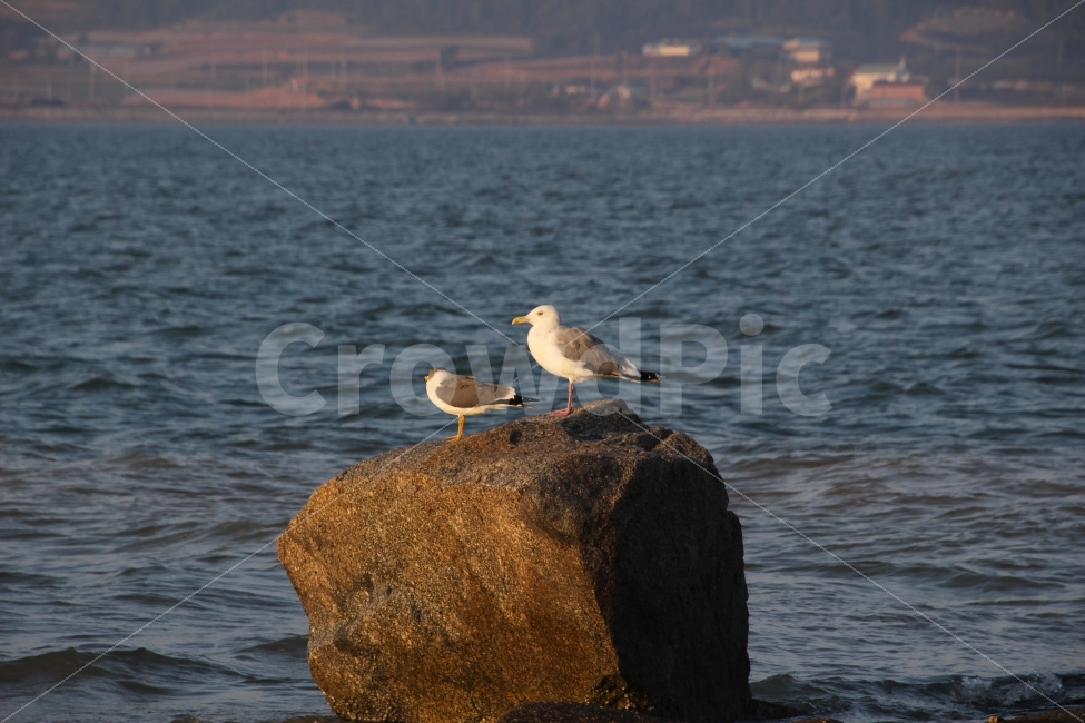 돌머리해수욕장,갈매기,바위,바다,바라봄,동물,animal,조류,새,birds