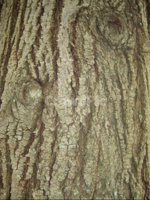 나무,나무무늬,tree,treetrunk,나무결,나뭇결,식물,plant,자연,nature,나무,trees,wood