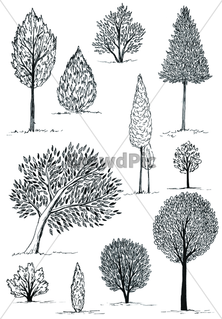 손그림,handdrawing,팬그림,팬라인,pen,penline,penpicture,나뭇잎,leaf,foliage,umbrage,나뭇가지,bough,twig,sprig,branch,나무,tree,wood,pendrawing