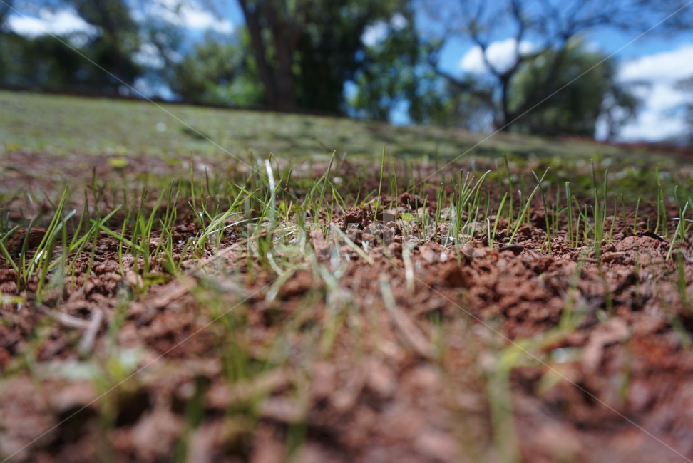 풀,식물,잔디,grass,plant