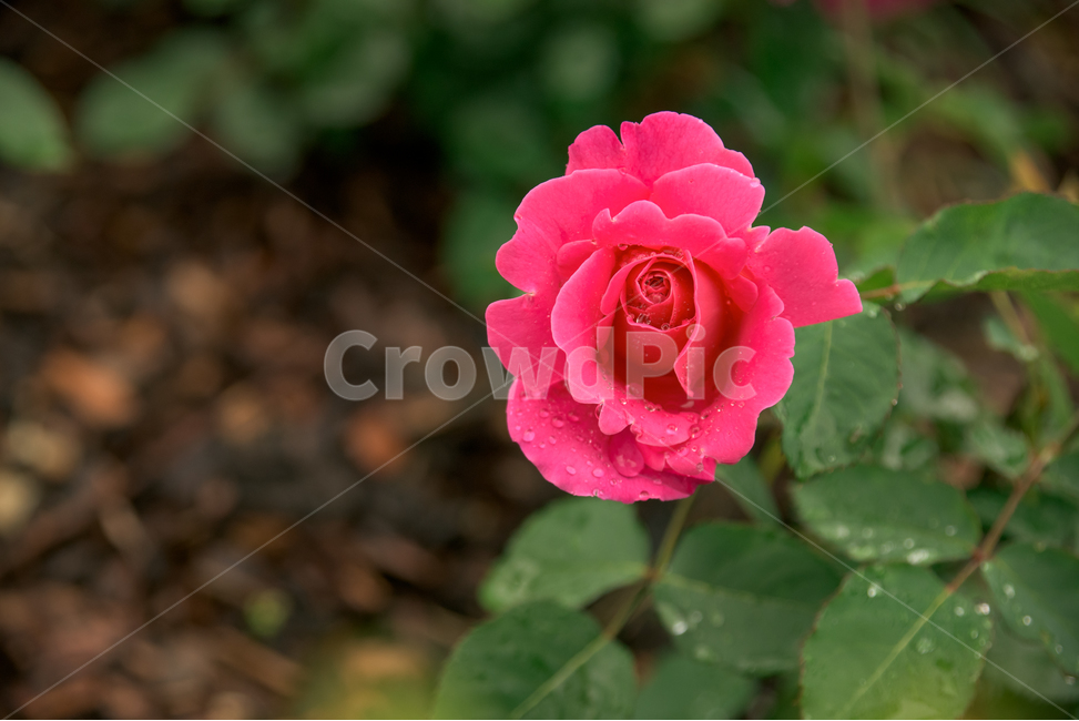 장미,rose,꽃,식물,flower,plants