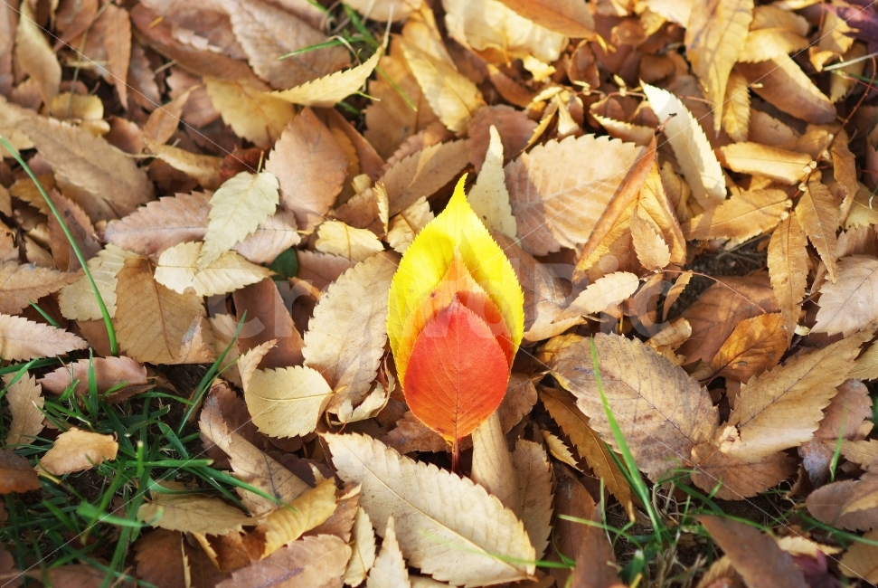 낙엽,가을,나뭇잎,컬러,노랑,주황,빨강,가을,계절,fall,autumn,season,식물,자연,plants,nature,감성,sensible,feeling,plant,leaf,잎