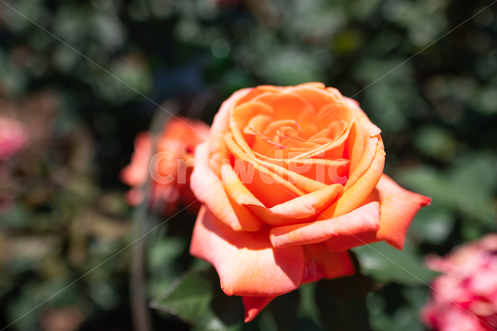 장미,rose,nature,꽃,식물,자연,식물,자연,plants,nature,꽃,flower