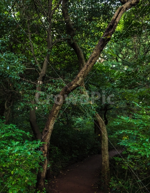 나무,숲,자연,제주도,비자림,X,문자,식물,자연,plants,nature,나무,trees,wood
