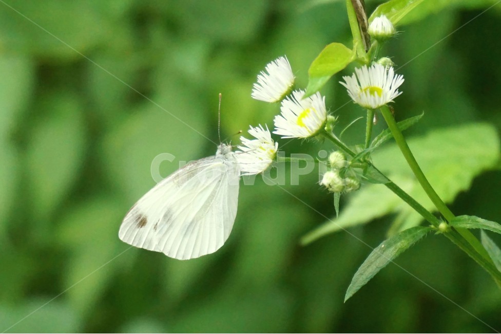 자연,나비,나무,그린,nature,butterfly,tree,green,꽃,flower,동물,animal,곤충,벌레,insect,bug