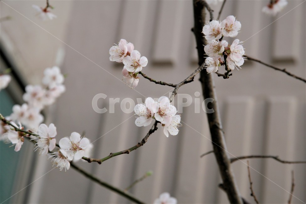 벚꽃,봄,벚꽃나무,벚꽃놀이,꽃,식물,봄,계절,spring,season,식물,자연,plants,nature,꽃,flower,plant,blossom,cherry blossom