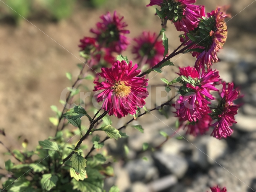 가을,꽃,가을꽃,플라워,flower,분홍꽃,빨간꽃,식물,자연,plants,nature,꽃,flower