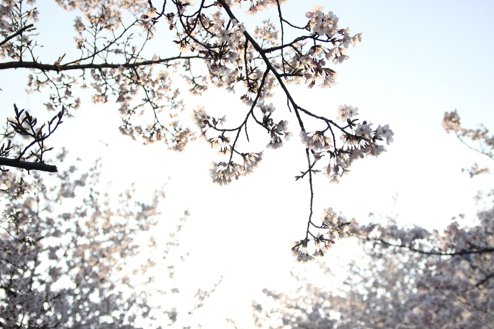 벚꽃,봄꽃,축제,봄나들이,봄하늘,봄,계절,spring,season,식물,자연,plants,nature,꽃,flower,plant,blossom