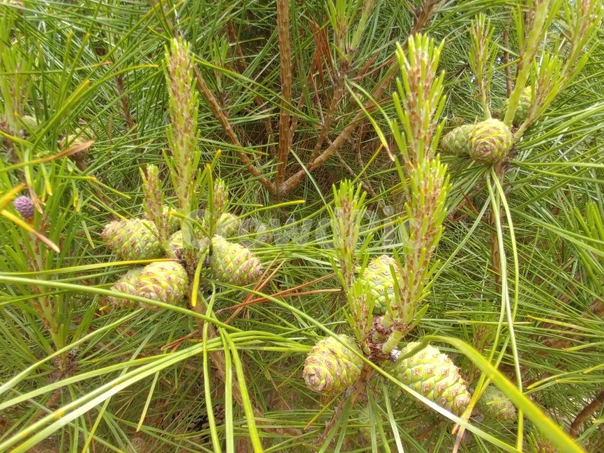 솔의눈,솔방울,생솔방울,침엽수,겉씨식물,구과식물,소나무