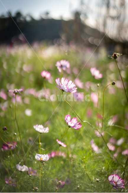꽃,코스모스,식물,flower,감성,가을,계절,fall,autumn,season,식물,자연,plants,nature,꽃,flower