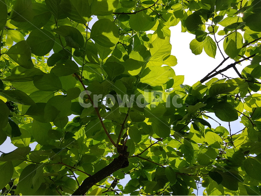 감나무잎,햇빛,자연,나무,녹색,연두색,잎사귀,잎,식물,자연,plants,nature