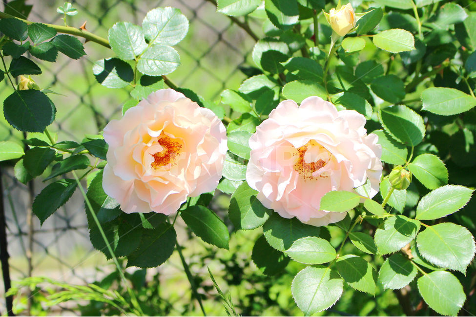 꽃,장미,하얀장미,감성사진,여름,5월,흰색,flower,rose,풍경,풍경사진,자연,식물,자연,plants,nature,꽃,flower