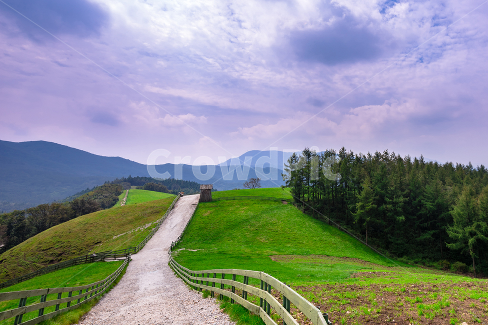 대관령,양떼목장,목초지,강원도,봄,시골,자연,풍경,nature,landscape,한국자연풍경,한국자연경관,korea nature landscape,outdoors,옥외,grassland,field,들,dirt road,흙길,gravel,자갈,road,도로