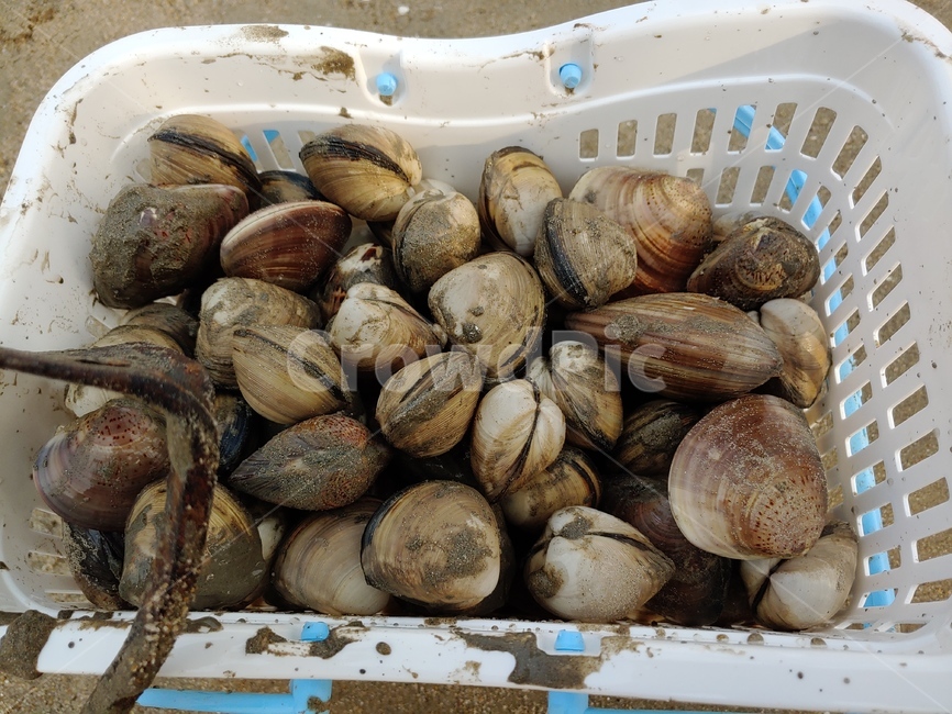 백합,조개,조개잡이,증도,바다