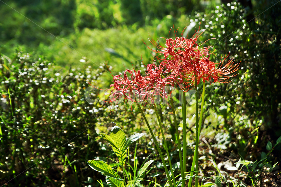 꽃무릇,상사화류,석산,독무릇,산오독,산두초,redspiderlily,가을,빨간꽃,식물,화단용,꽃꽂이용,식물,자연,plants,nature,꽃,flower