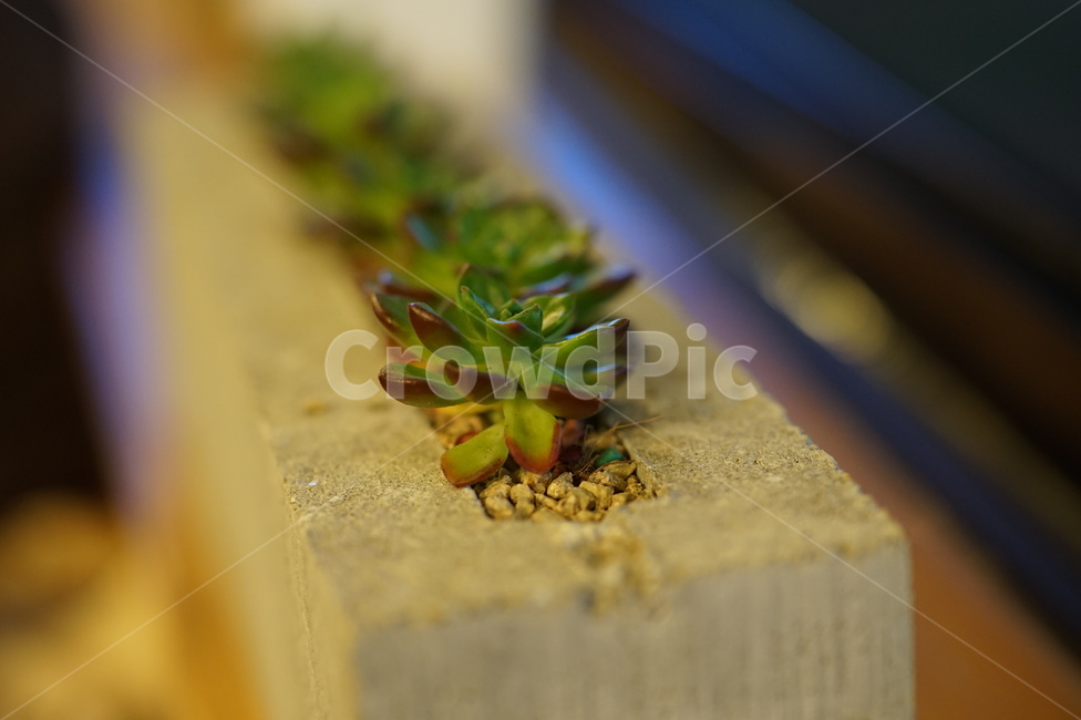 선인장,다육이,식물,화분,시멘트,실내용화초,화분,화초,house plant
