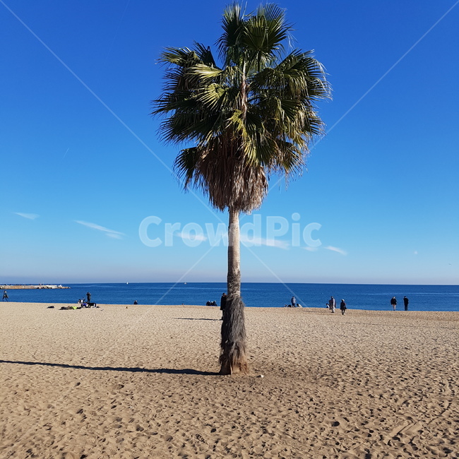 야자수,해변,모래사장,바다,나홀로나무,자연,풍경,nature,landscape,해변,바다,beach,sea,tree,나무,plant,식물,palm tree,summer,여름