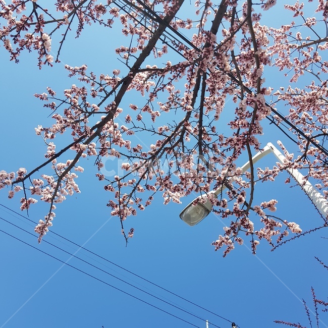 벚꽃,봄,하늘,나무,자연,봄,계절,spring,season,plant,식물,flower,꽃,cherry blossom,blossom