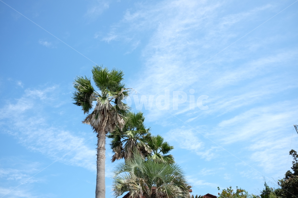 제주도,야자수,하늘,감성사진,여름,나무,식물,자연,plants,nature,나무,trees,wood