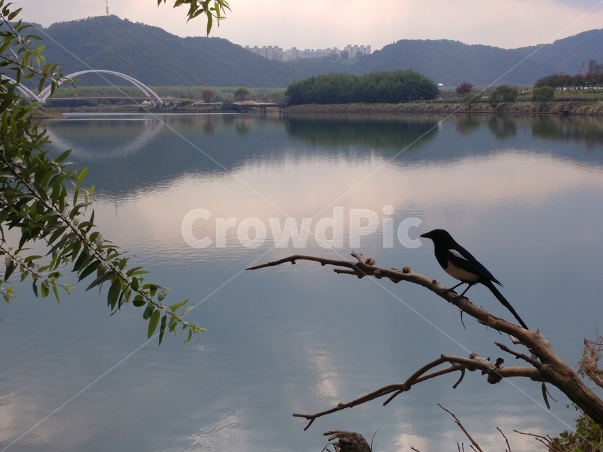 울산태화강,태화강변,까치,강,풍경,자연,환경,울산,동물,animal,조류,새,birds