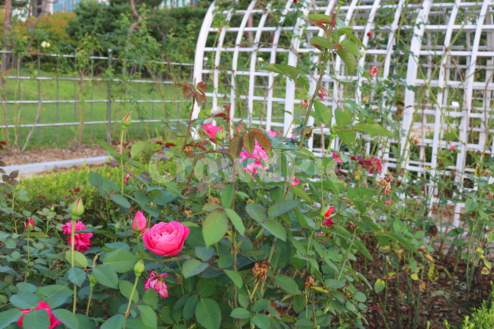 장미,장미꽃,꽃,식물,자연,핑크피스,분홍꽃,관상용,식물,자연,plants,nature,꽃,flower