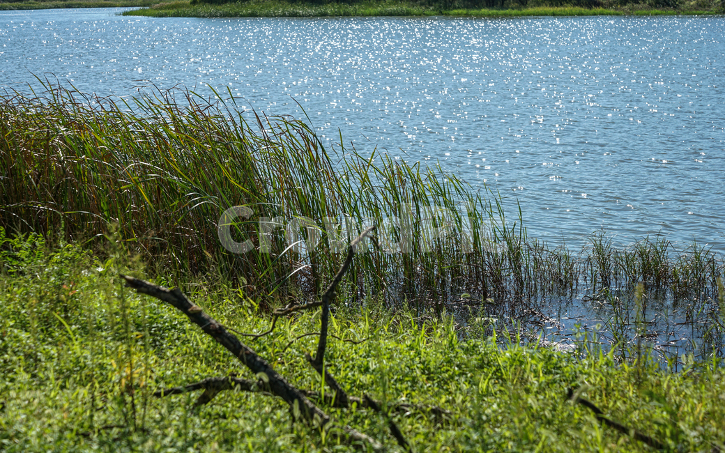 호수,수변,수초,나뭇가지,풍경,반사빛,물반사,빛,자연,풍경,nature,landscape,water,물,outdoors,옥외,grass,잔디,plant,식물