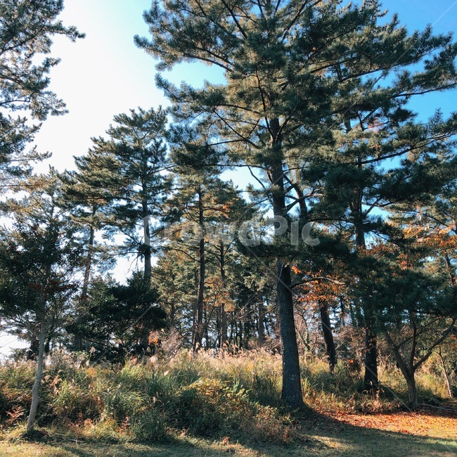 자연,풍경,숲,나무,숲길