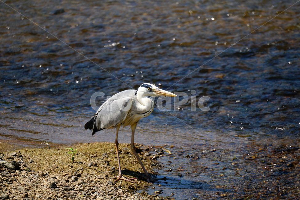왜가리,새,동물,조류,bird,animal,서울,중랑천,강,흐르는물,자연,nature,풍경,landscape,6월,여름,river,하천,june,seoul,강변,summer,강가,모래사장,철새,동물,animal,조류,새,birds