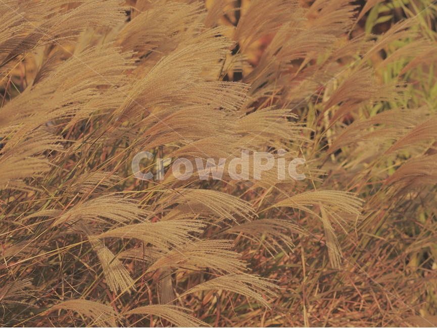 가을,갈대,억새,자연,걔절,풍경,fall,식물