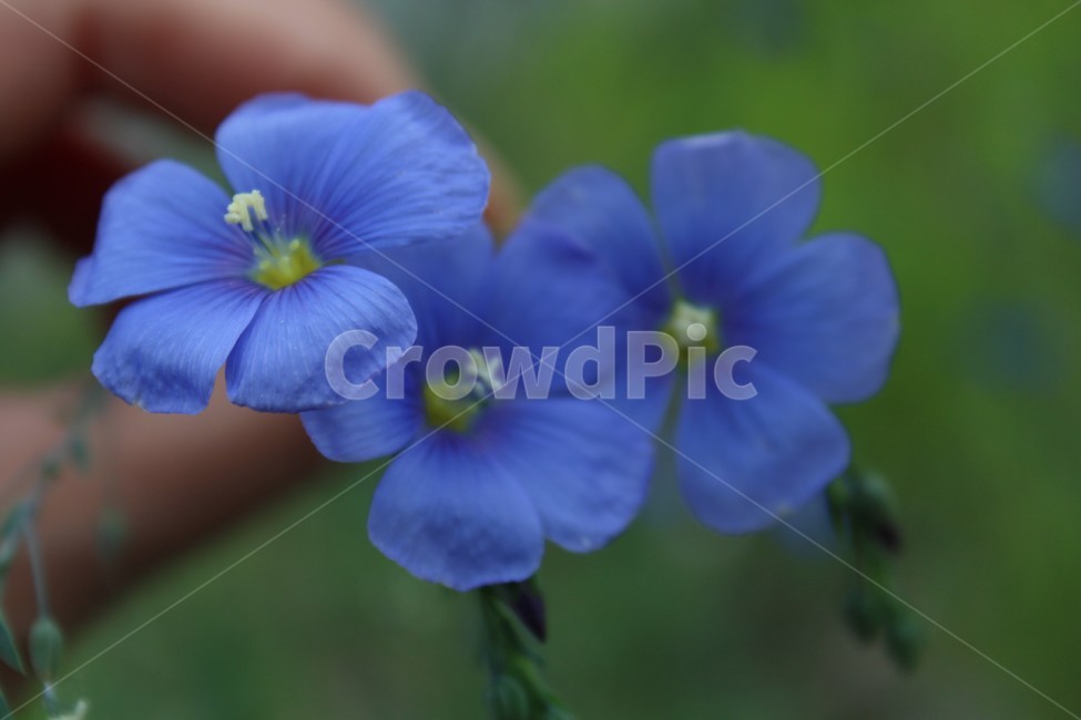 아마씨꽃,야생화,중랑천,감성,보라색꽃,꽃,식물,식물,자연,plants,nature,꽃,flower