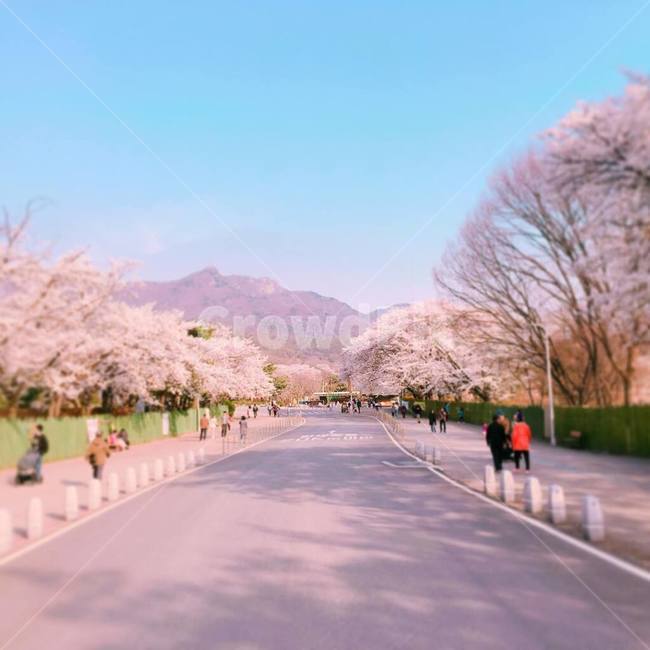 서울대공원,벛꽃,꽃,blossom,flower,색감,색채,하늘,분홍,핑크,꽃놀이,벚꽃놀이