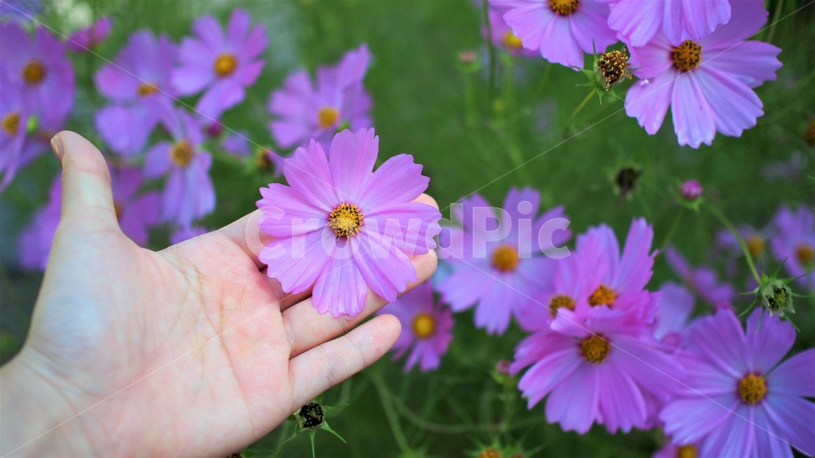 야생화,코스모스,꽃,꽃잎,가을,분홍색,식물,자연,꽃밭,색감,감성,손길,pink,garden,autum,petal,flower,가을,계절,fall,autumn,season,식물,자연,plants,nature,꽃,flower,사람,인물,인간,human,person,신체일부,몸,body,plant
