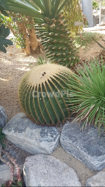 선인장,식물,열대식물,자연,가시,식물,자연,plants,nature